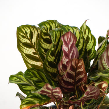 Calathea Makoyana