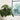 Anthurium Crystallinum