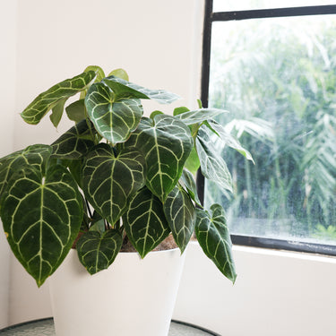 Anthurium Crystallinum