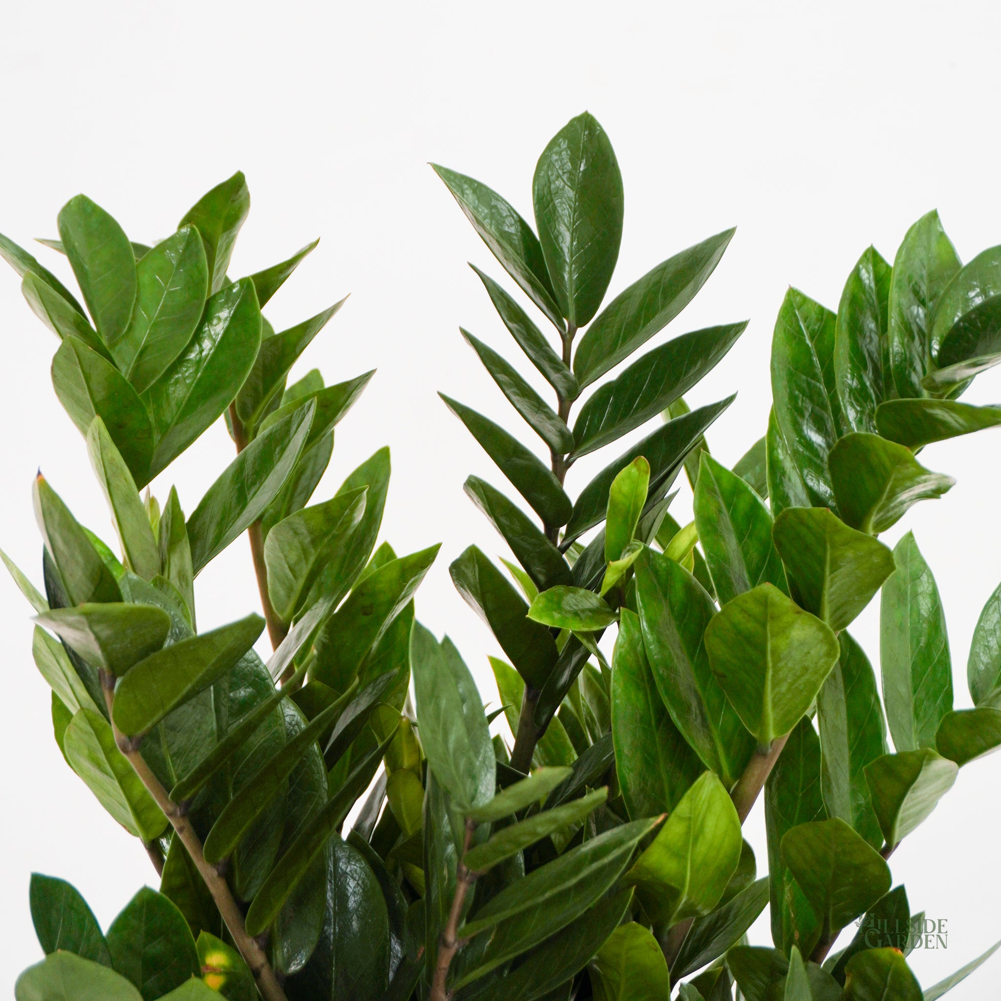 zz plant ph Zz Plant (L)