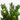 Zz Plant (L)