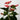 Anthurium Red (L)