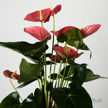 Anthurium Red (L)