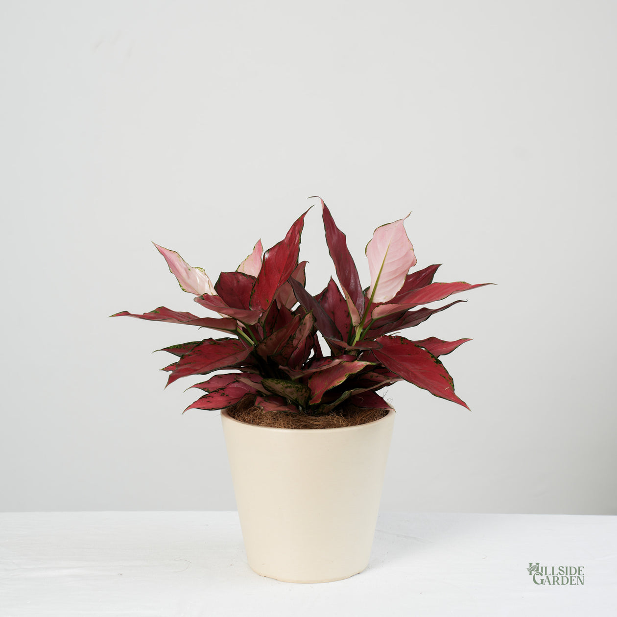 Aglaonema Red Angel – Hillside Garden