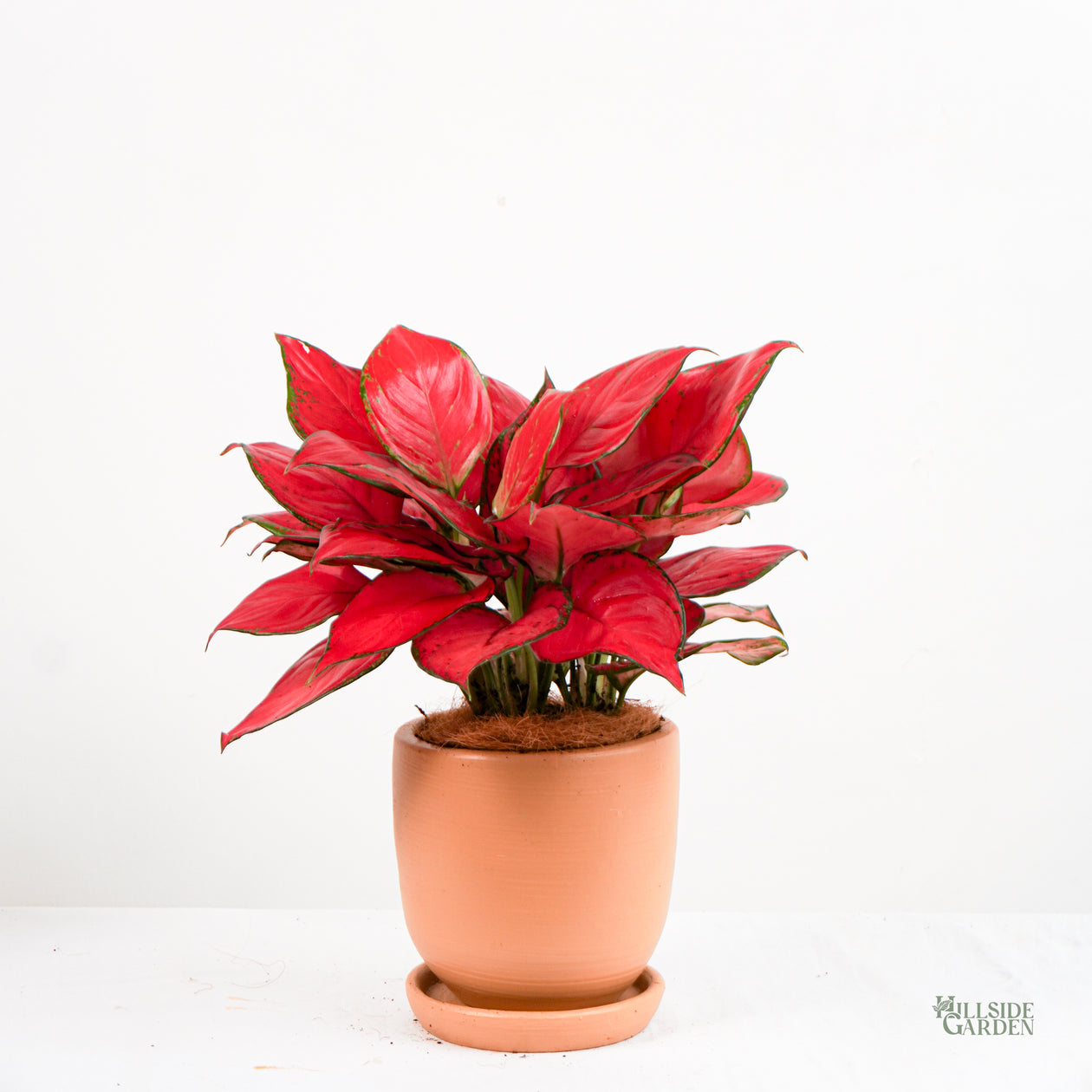 aglaonema for sale philippines Aglaonema Super Red – Hillside Garden
