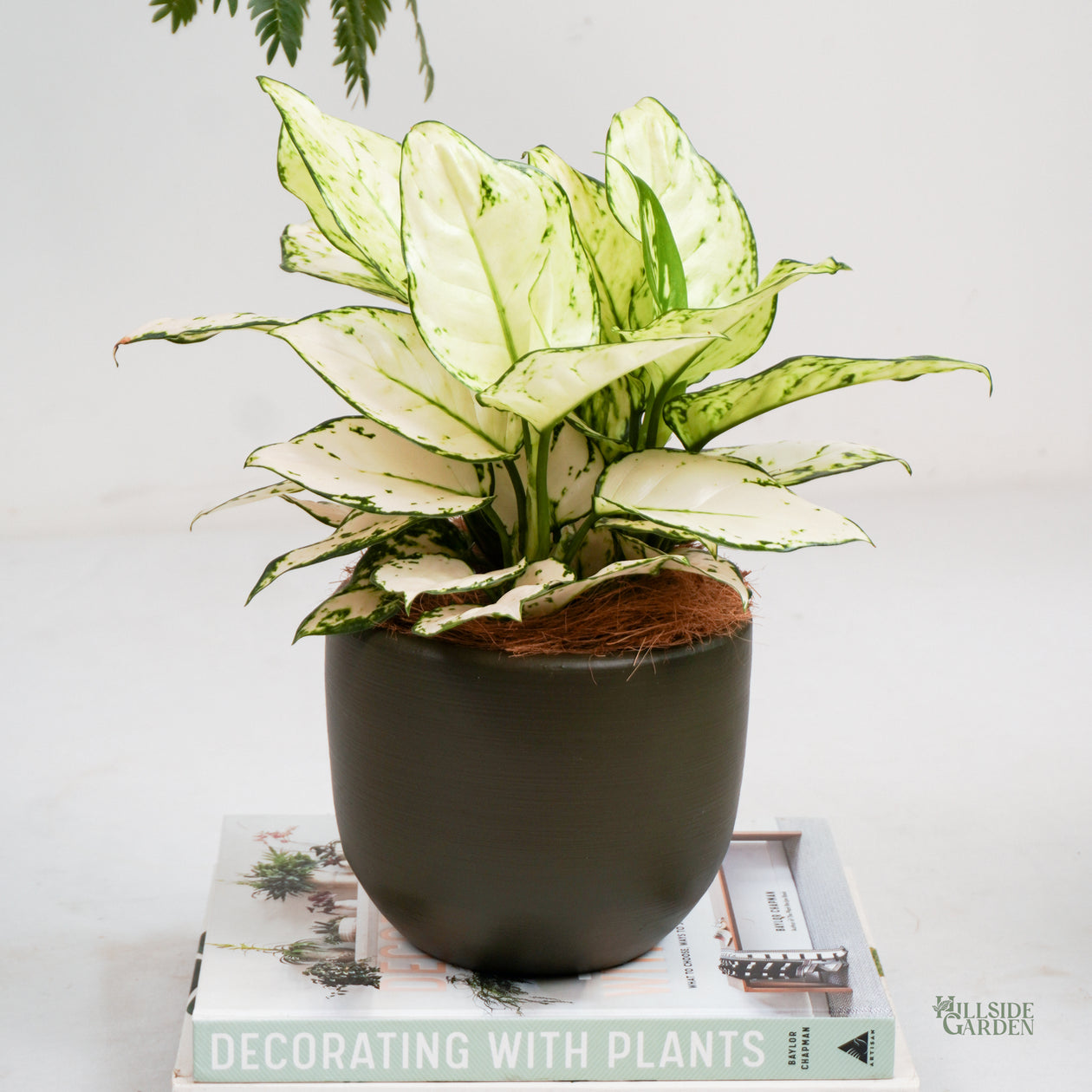 aglaonema super white for sale Aglaonema Super White – Hillside Garden