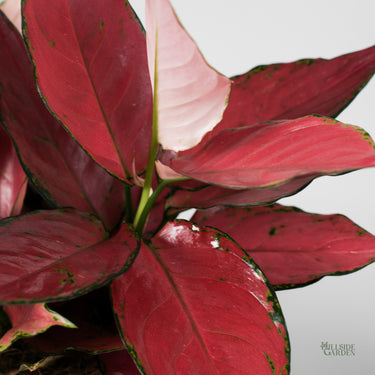 aglaonema plant price philippines Aglaonema Red Angel – Hillside Garden