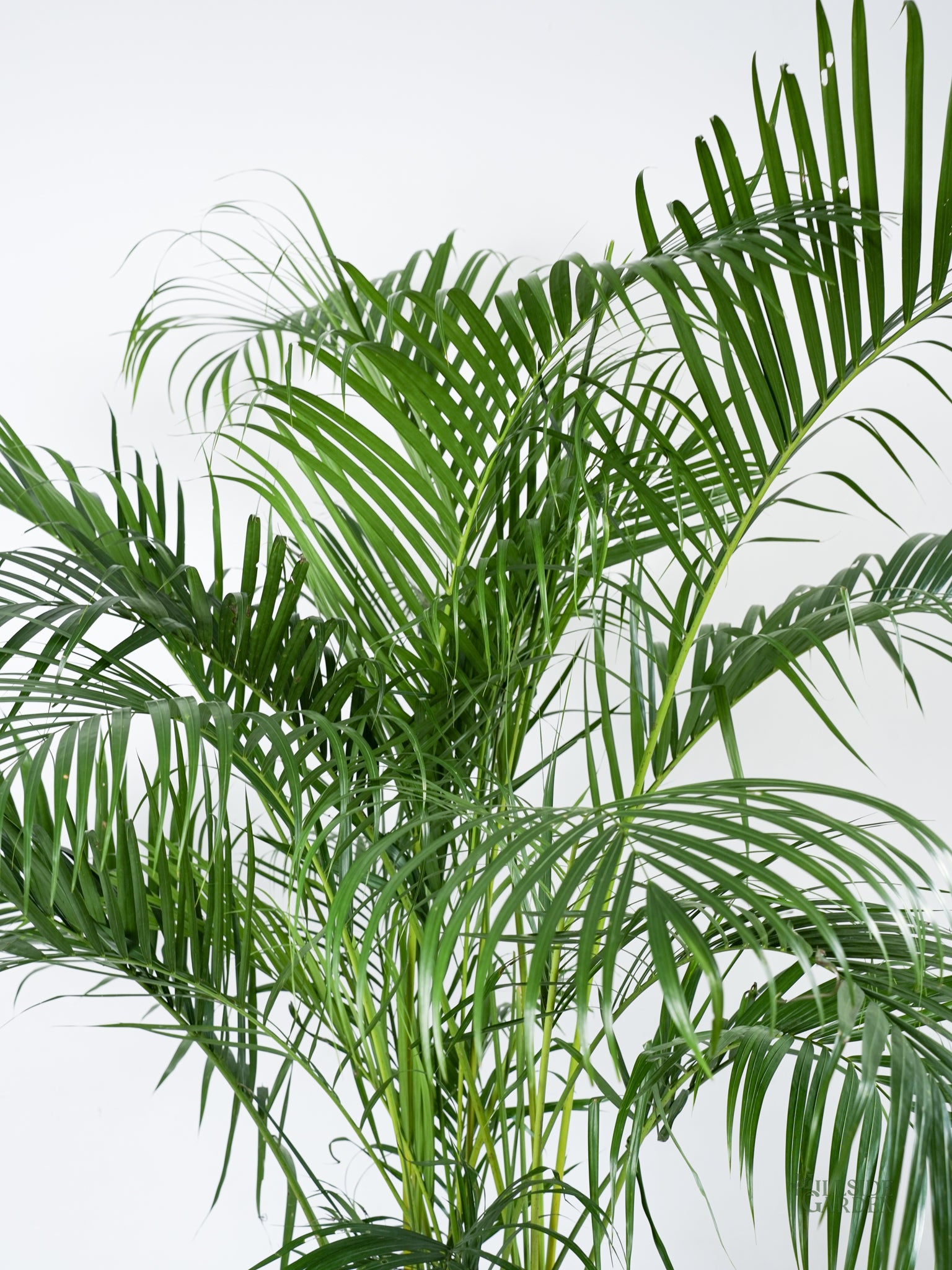 areca palm ph Areca Palm (L)