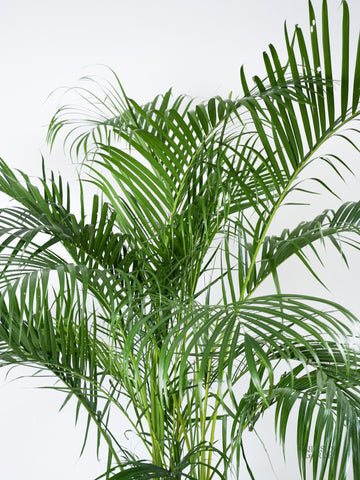 areca palm philippines price Areca Palm (L) – Hillside Garden