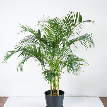 areca palm ph Areca Palm (L)