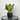 Anthurium Jenmani