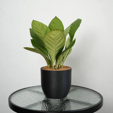 Anthurium Jenmani