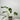 Monstera Albo #3