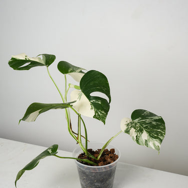 Monstera Albo #3