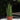 Sansevieria Bob Mikado (XS)
