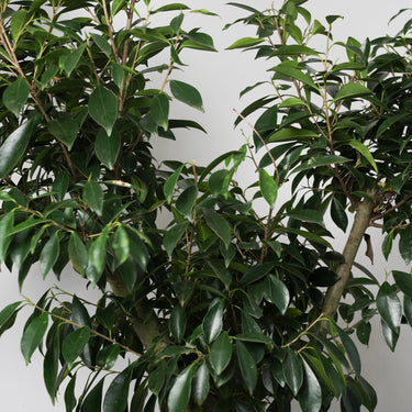 Ficus Nitida #A1