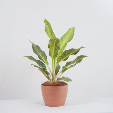 Aglaonema Ghost