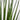 Sansevieria Bacularis (S)