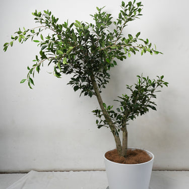 Ficus Nitida #A2