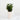Zz Plant (L)