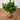 Ficus Ginseng