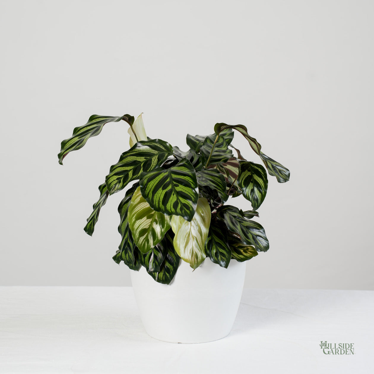 calathea ph Calathea Makoyana