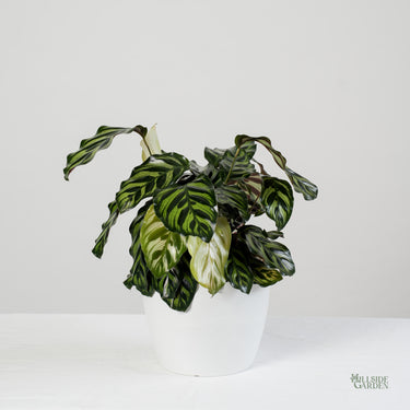 Calathea Makoyana
