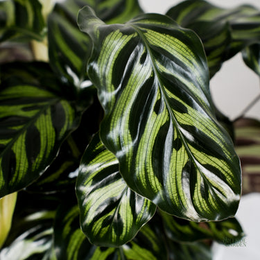 Calathea Makoyana