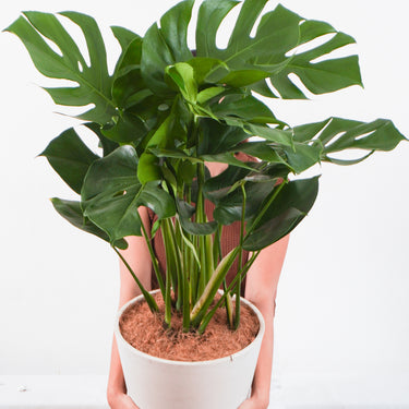 monstera plant price philippines Monstera Deliciosa (L)