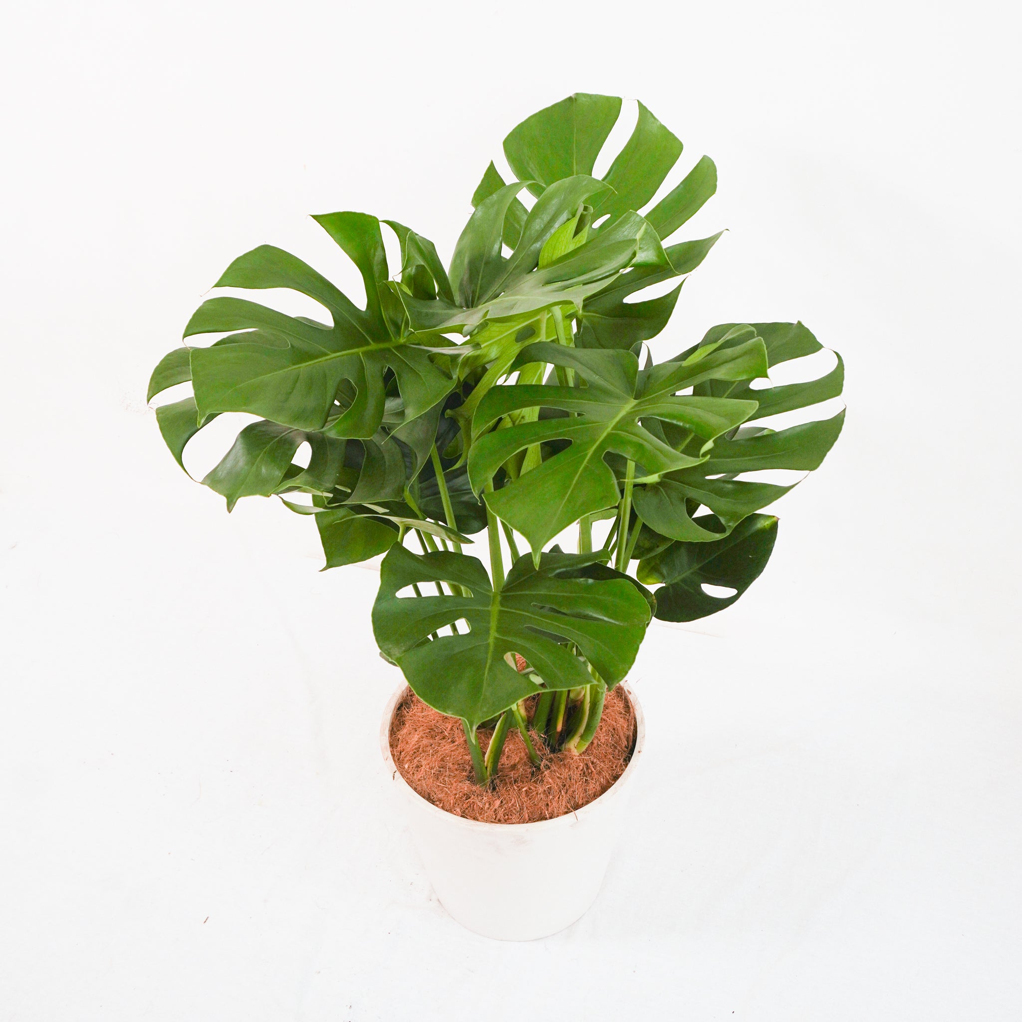 monstera plant price philippines Monstera Deliciosa (L) – Hillside Garden