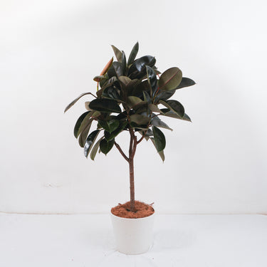 Burgundy Rubber Tree 'Afro' (L)