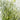 Dracaena White Variegated