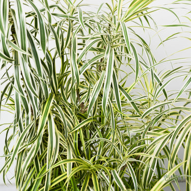 Dracaena White Variegated