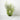 Dracaena White Variegated