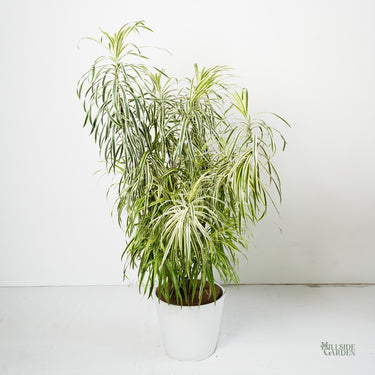 Dracaena White Variegated
