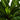 Cobra Fern (M)
