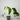 Monstera Albo #1