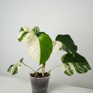 Monstera Albo #1