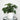 Anthurium Crystallinum