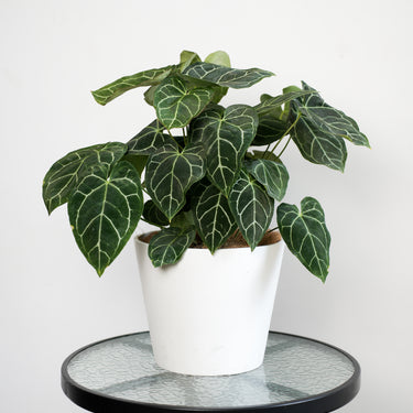 Anthurium Crystallinum