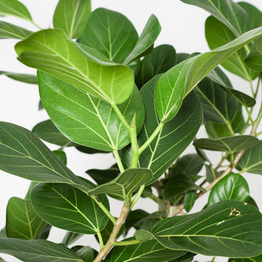 Ficus Audrey (XL)