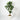 Ficus Audrey (XL)