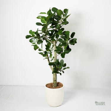 Ficus Audrey (XL)
