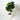 Fiddle Leaf Fig 'Afro' (L)
