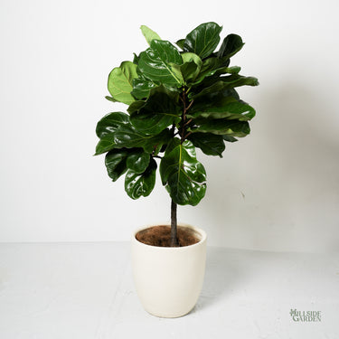 Fiddle Leaf Fig 'Afro' (L)