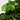 Fiddle Leaf Fig 'Afro' (L)