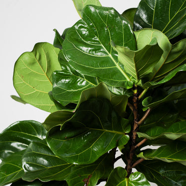 Fiddle Leaf Fig 'Afro' (L)