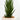 Sansevieria Francissi (XS)