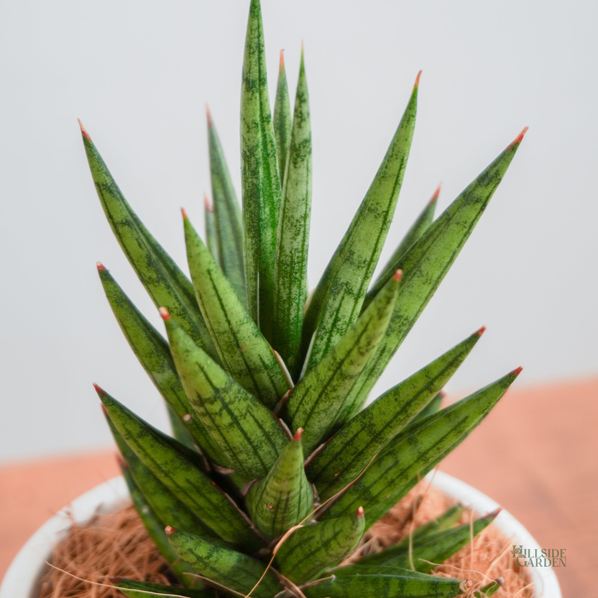 francissi snake plant Sansevieria Francissi (XXS) – Hillside Garden