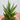 Sansevieria Francissi (XXS)